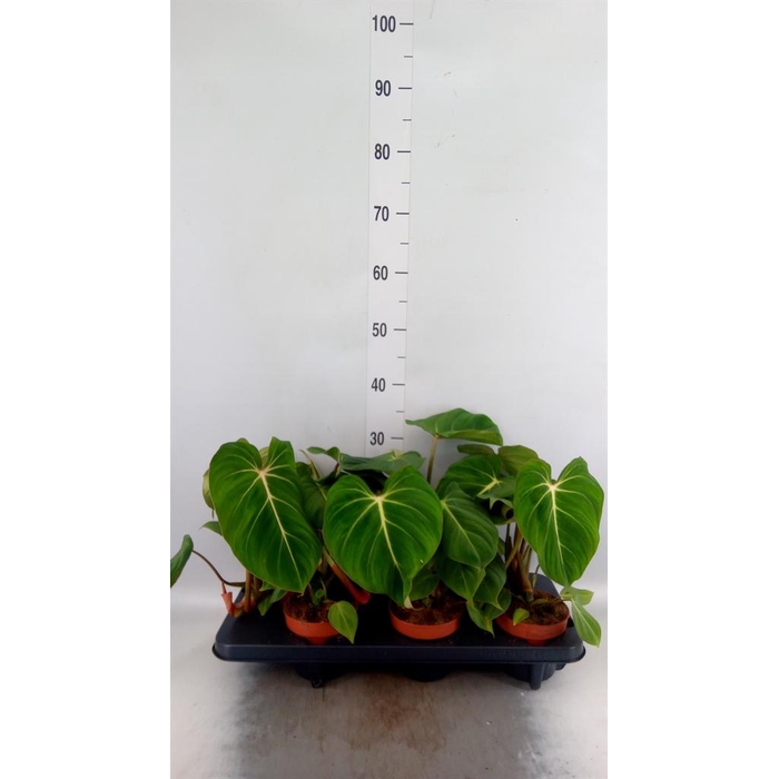 <h4>Philodendron gloriosum</h4>