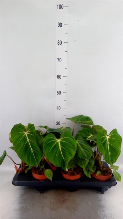 Philodendron gloriosum