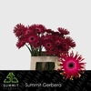 Gerbera Pastini Vicenza Water X40 Lang