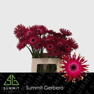 Gerbera Pastini Vicenza lang Gelijk 56cm Water x40