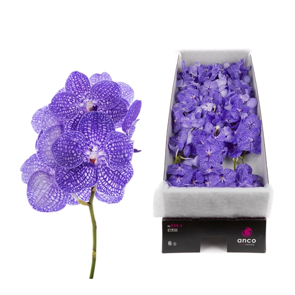 <h4>Vanda Kanchana Indigo X16</h4>