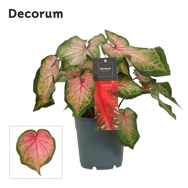 <h4>Caladium Roze (Decorum)</h4>