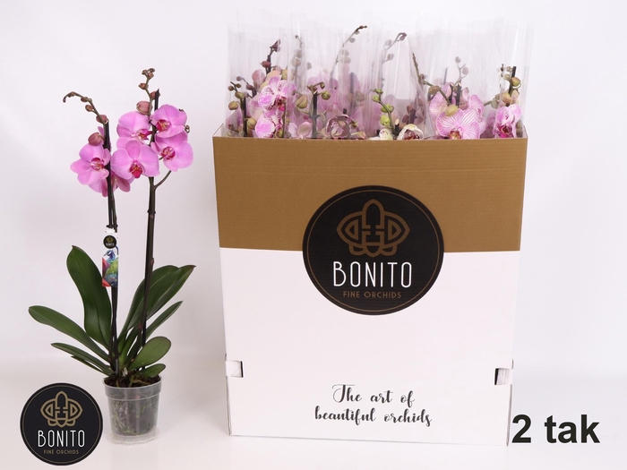 <h4>PHAL GEM 7 KL</h4>