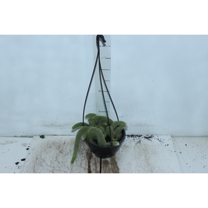 CACTUS RABO MACACO C18