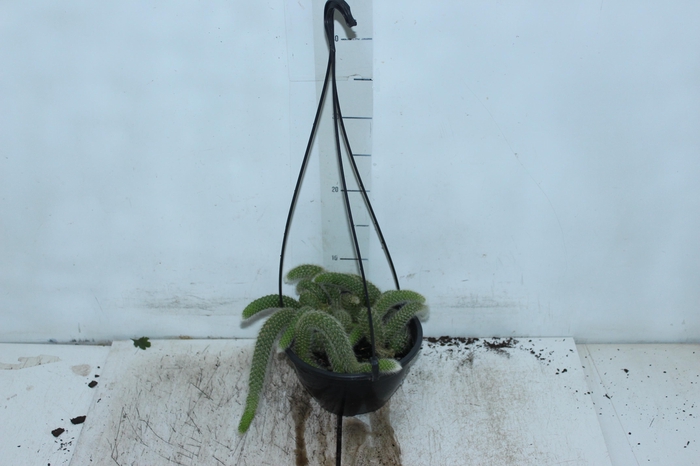 <h4>CACTUS RABO MACACO C18</h4>