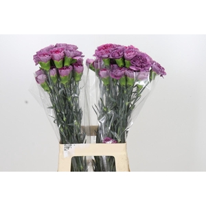 Dianthus St Hypnosis