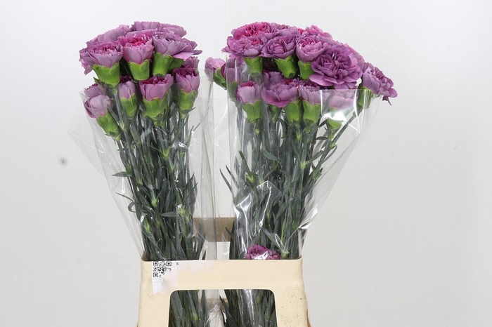 <h4>Dianthus St Hypnosis</h4>
