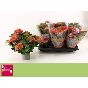 HYDR M DUTCH L SELMA