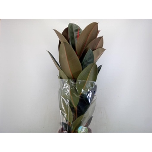 Ficus elastica 'Abidjan'