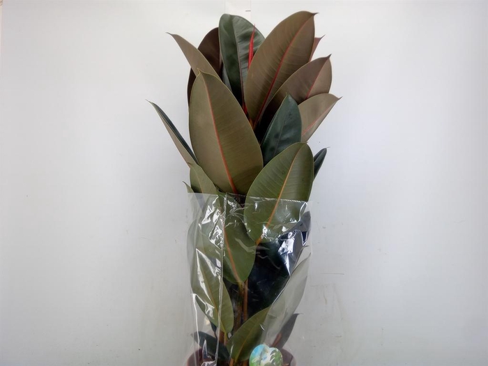 <h4>Ficus elastica 'Abidjan'</h4>