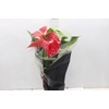 ANTHURIUM MICHIGAN P17 PREMIUM