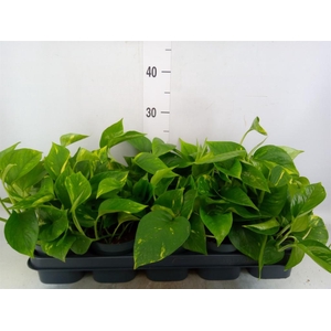 Epipremnum pinn. 'Aureum'