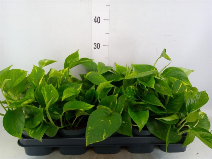 <h4>Epipremnum pinn. 'Aureum'</h4>