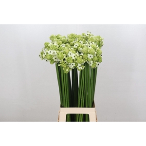 Ornithogalum Saundersiae