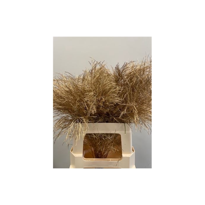 <h4>Treefern Antique Gold</h4>