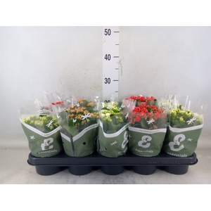 Kalanchoe blos.   ..rosebud mix