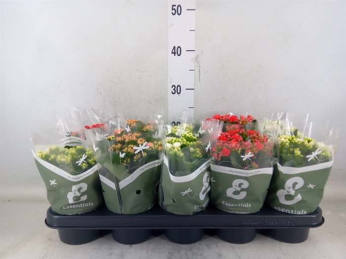 <h4>Kalanchoe blos.   ..rosebud mix</h4>