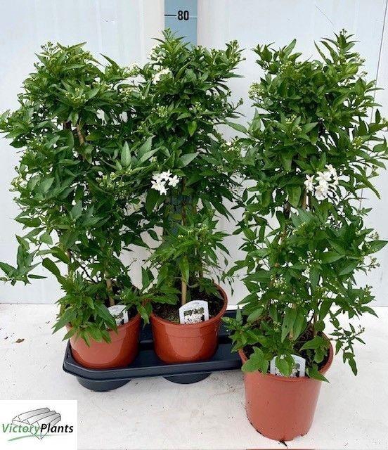 <h4>SOLANUM JASMINOIDES</h4>