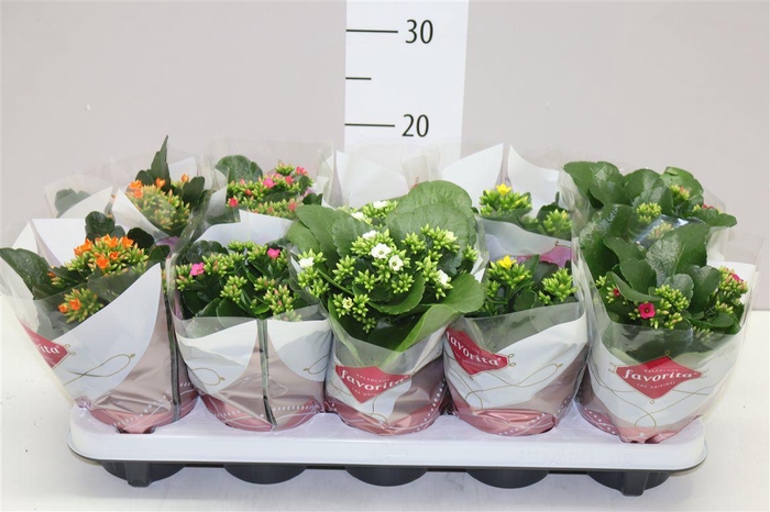 <h4>Kalanchoe Bl Gemengd</h4>