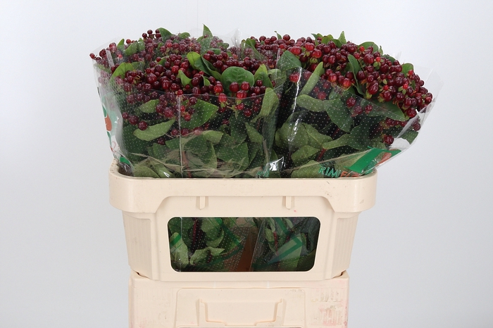 <h4>Hyp Mag Cherry</h4>