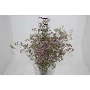 LIMONIUM 060 CM ROSA