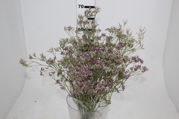 <h4>LIMONIUM 060 CM ROSA</h4>