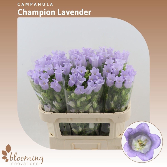 Campanula Champion Lavender