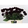Dahlia Dark Prince