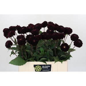 Dahlia Dark Prince