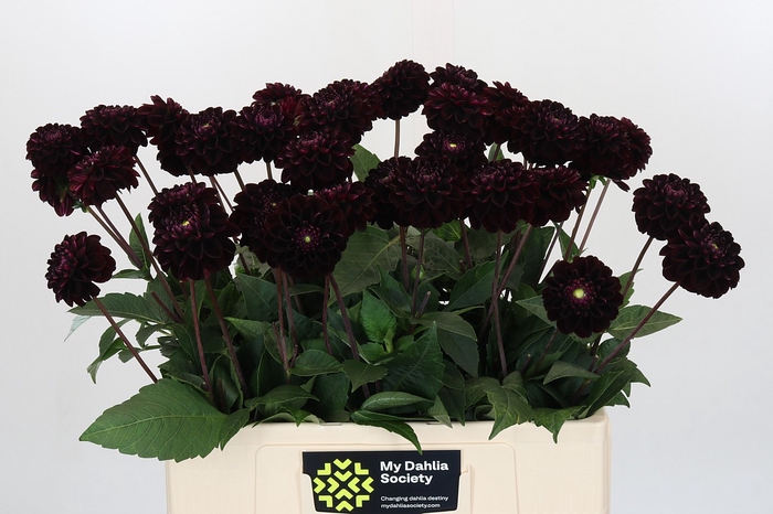 Dahlia Dark Prince
