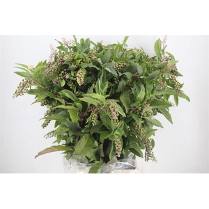 Carbouzijn Berry P Bunch