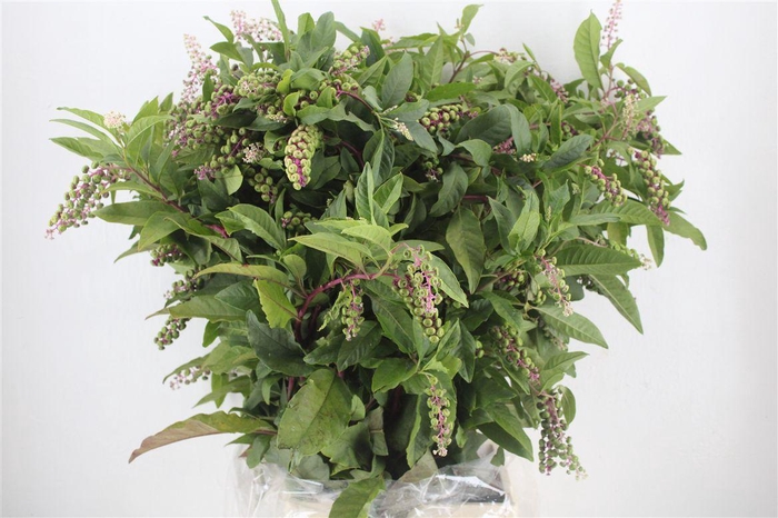 <h4>Carbouzijn Berry P Bunch</h4>