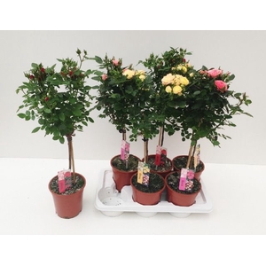 ROSA ST MIXKAR