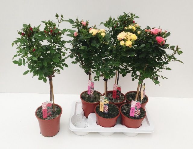 <h4>ROSA ST MIXKAR</h4>