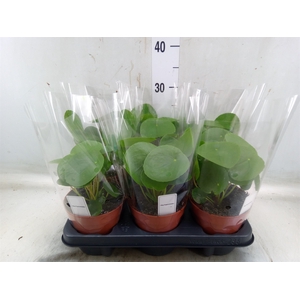 Pilea peperomoides