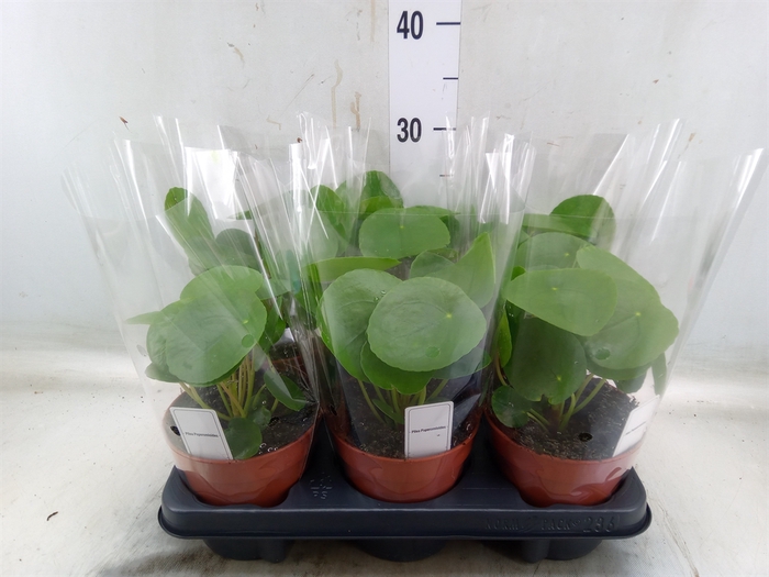 <h4>Pilea peperomoides</h4>