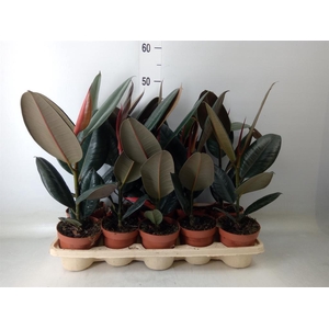 Ficus elastica 'Abidjan'