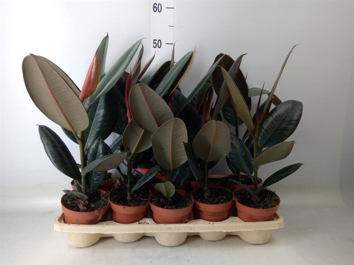 <h4>Ficus elastica 'Abidjan'</h4>