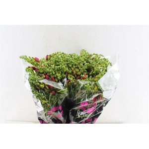 Fr Du Expression Cerise Red