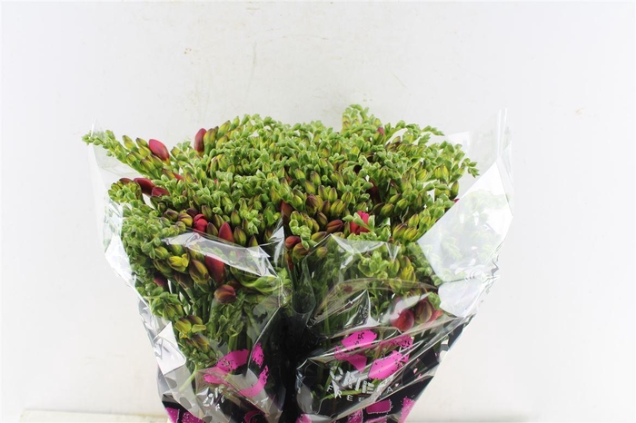 <h4>Fr Du Expression Cerise Red</h4>