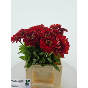 ZINNIA ELEGANS