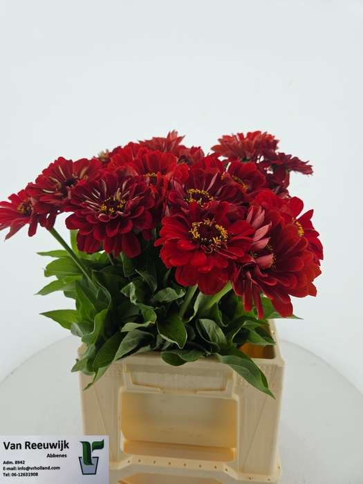 <h4>ZINNIA ELEGANS</h4>