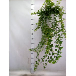 Hedera helix 'Wonder'
