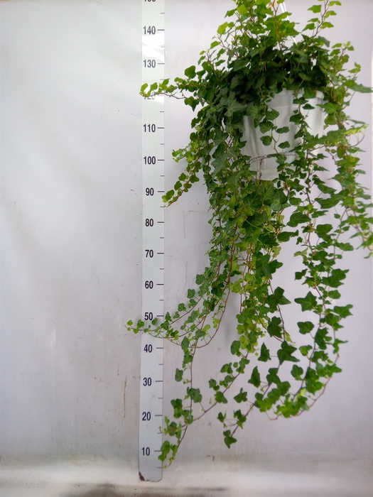 <h4>Hedera helix 'Wonder'</h4>