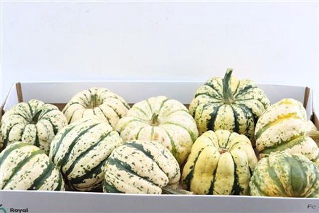 <h4>Cucurbita Pepo</h4>