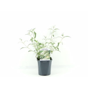 Buddleja White Profusion