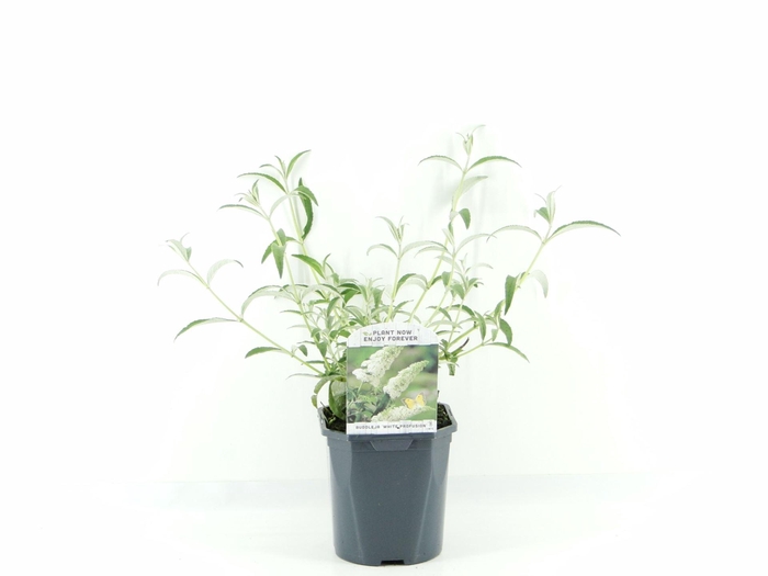 <h4>Buddleja White Profusion</h4>