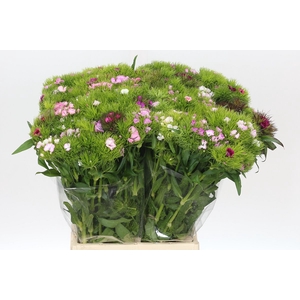 Dianthus Br Mix Rainbow