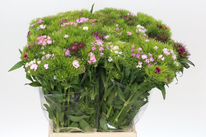 <h4>Dianthus Br Mix Rainbow</h4>