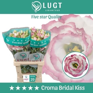 Eustoma russ. DU 'Croma Bridal Kis'